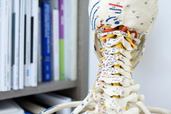 A closeup shot of an anatomical skeleton model for medical purposes